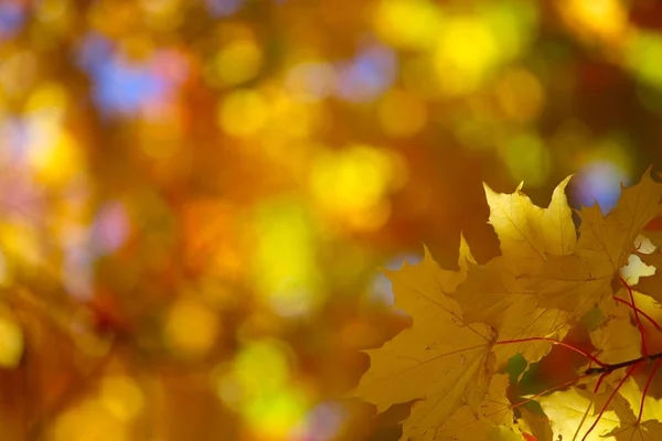 Krásná Příroda Pozadí Žluté Podzimní Javor Listy Zblízka Kopírovat Prostor — Stock fotografie