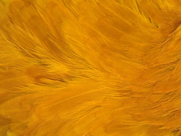 Orange Kuřecí Pírko Pozadí Jemnou Texturou — Stock fotografie