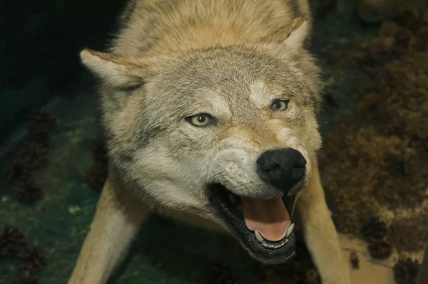 填充动物描绘狼的攻击态度 — 图库照片