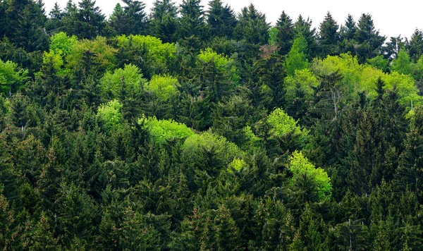 Árvores Verdes Saudáveis Uma Floresta Antigos Abetos Ecossistemas Conceitos Ambientais — Fotografia de Stock