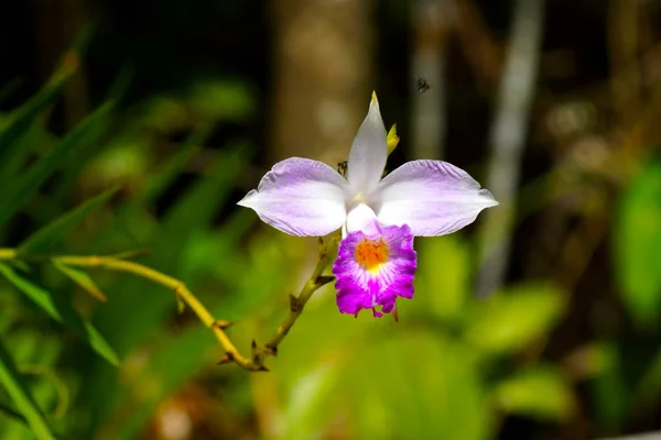 Орхидеи Болоте Arundina Minifolia Дон — стоковое фото