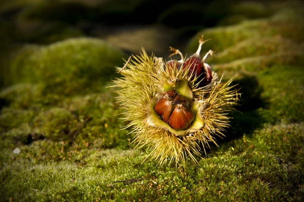 Close up of sweet chestnut seeds in spiky case
