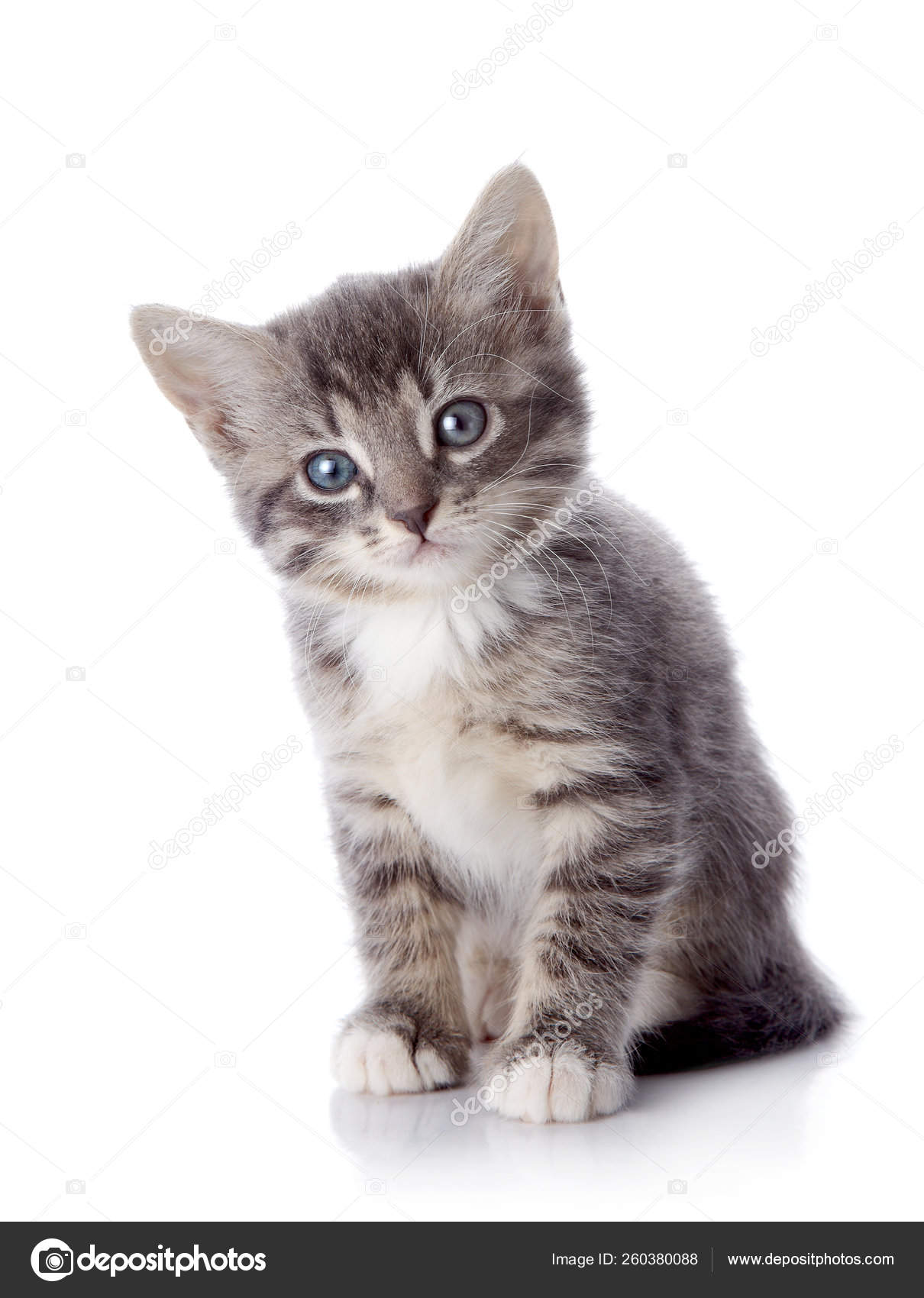 grey and white striped kitten