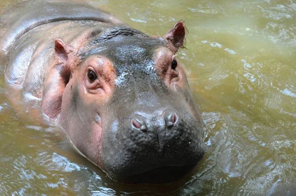 Nijlpaard Een Water Zoo Thailand — Stockfoto