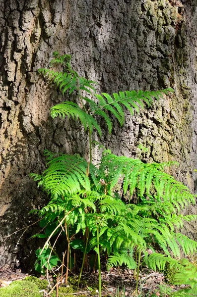 Helecho Con Fondo Corteza Árbol — Foto de Stock