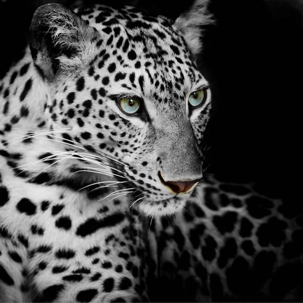 Nahaufnahme Von Niedlichen Leoparden — Stockfoto