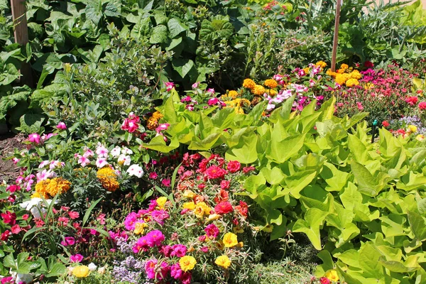 Blumen Und Gemüse Garten — Stockfoto