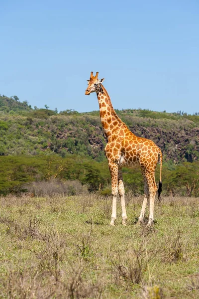 Giraffe Auf Einem Hintergrund Aus Gras Kenia Afrika — Stockfoto