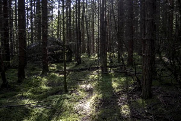 Nap Sugarai Megüt Föld Belsejében Erdőben Fény Csodálatos Kontrasztja — Stock Fotó