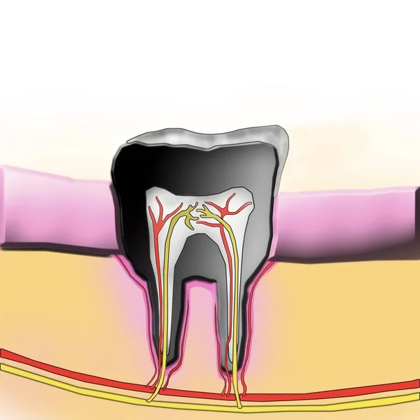 Illustrazione Dei Denti Medicina Salute — Foto Stock