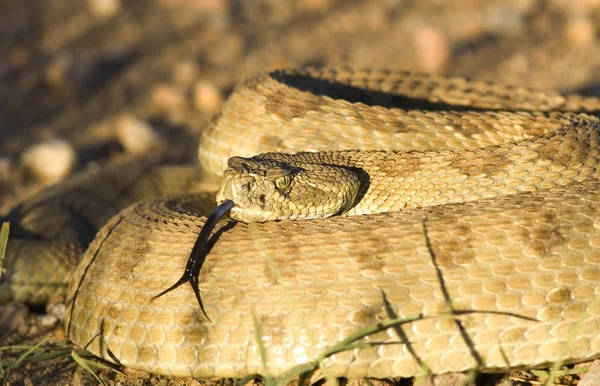 Diamondback Csörgőkígyó Egy Fenyegető Meg — Stock Fotó