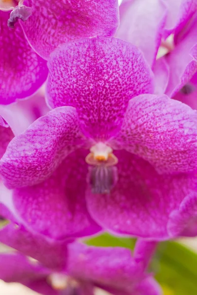 Beautiful Orchid Flower View — Stock Photo, Image