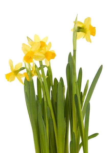 Žluté Narcisy Bílém Pozadí — Stock fotografie