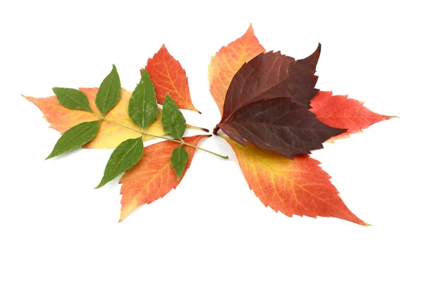 Ramitas Con Hojas Otoño Color Sobre Blanco —  Fotos de Stock