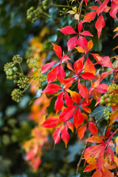 Foglie Rosse Colorato Rampicante Verginiano Edera Comune Autunno — Foto Stock