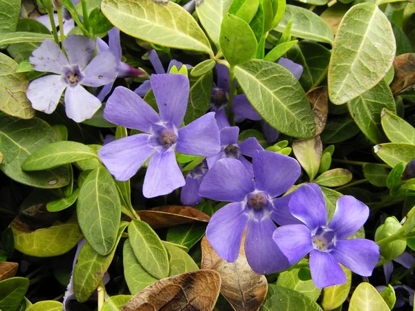 Flores Primavera Azul Com Folhas Outono — Fotografia de Stock