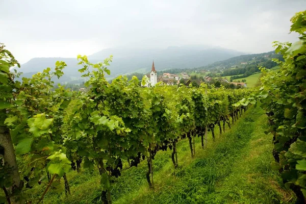 Image Vignoble Village — Photo