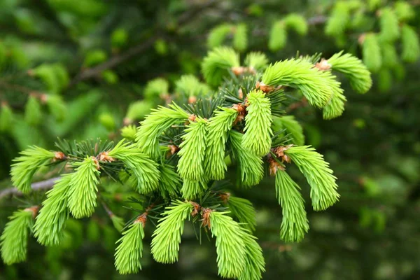 Agujas Verdes Árbol Agujas Parque Botánico Kiev — Foto de Stock