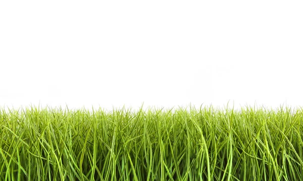 白い背景に 背の高い草 — ストック写真