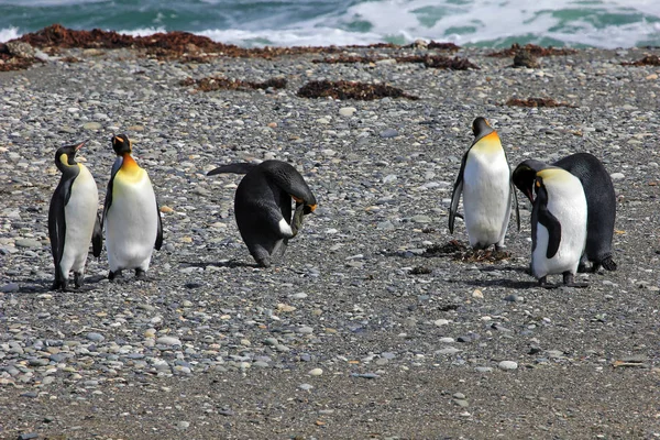 Király Pingvinek Élnek Vadon Parque Pinguino Rey Tierra Del Fuego — Stock Fotó