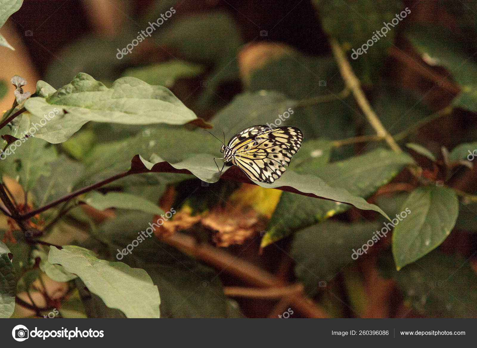 Paper Kite Butterfly Idea Leuconoe Botanical Garden Spring Stock Photo