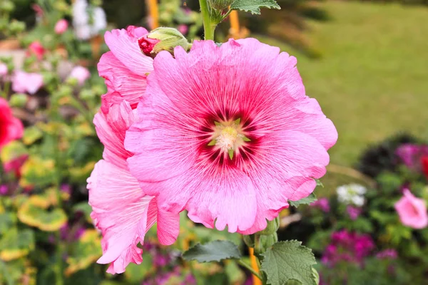 Άνθη Ροζ Hollyhock Αλθαία Rosea — Φωτογραφία Αρχείου