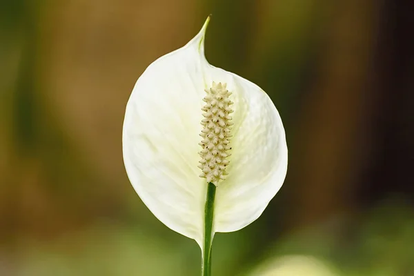 Anthurium andraeanum is a flowering plant species in the Araceae family. The species is native to Colombia and Ecuador.