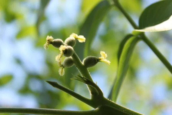 春の木の枝にクルミの花 — ストック写真