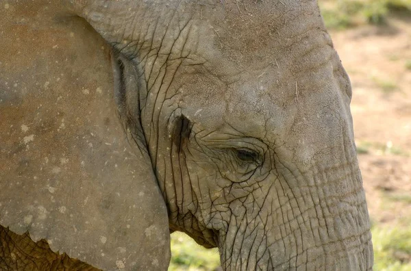 Nahaufnahme Des Gesichts Eines Elefanten — Stockfoto