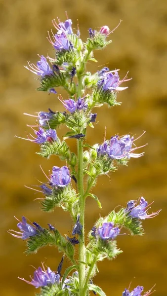 Violet Bloeiwijze Van Berg Bloem — Stockfoto