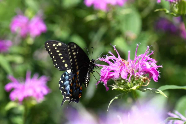 Keleti Fekete Swallowtail Butterfly Papilio Polyxenes Táplálkozó Méh Balzsam Virág — Stock Fotó