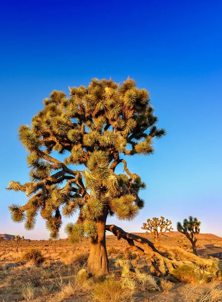 Detail Joshua Tree Před Západem Slunce Kalifornie Usa — Stock fotografie