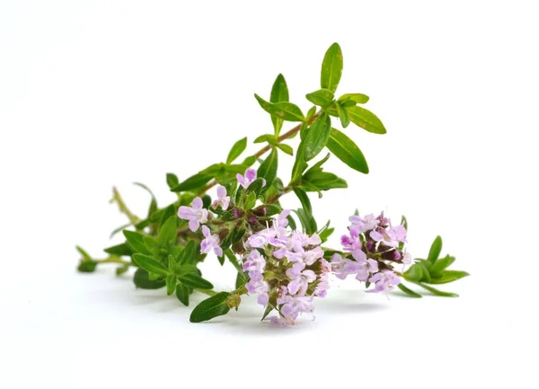 Thyme Flowers Close Flora — стоковое фото