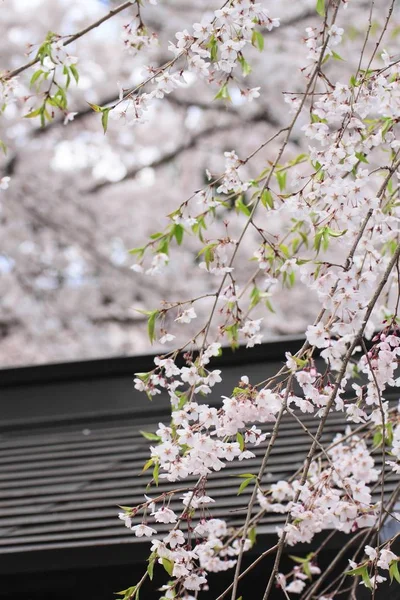 Bunga Ceri Kakunodate Akita Jepang Mei 2012 — Stok Foto