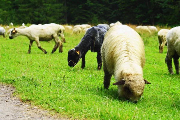 Bliska Wypasu Owce — Zdjęcie stockowe