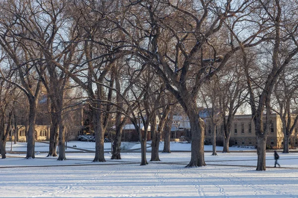 Eski Karaağaç Ağaçlarının Alley Colorado State Üniversitesi Kampüsünde Tarihsel Oval — Stok fotoğraf