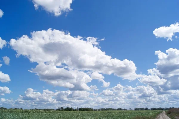 Summer Clouds Sky Corn Field — Stock Photo, Image