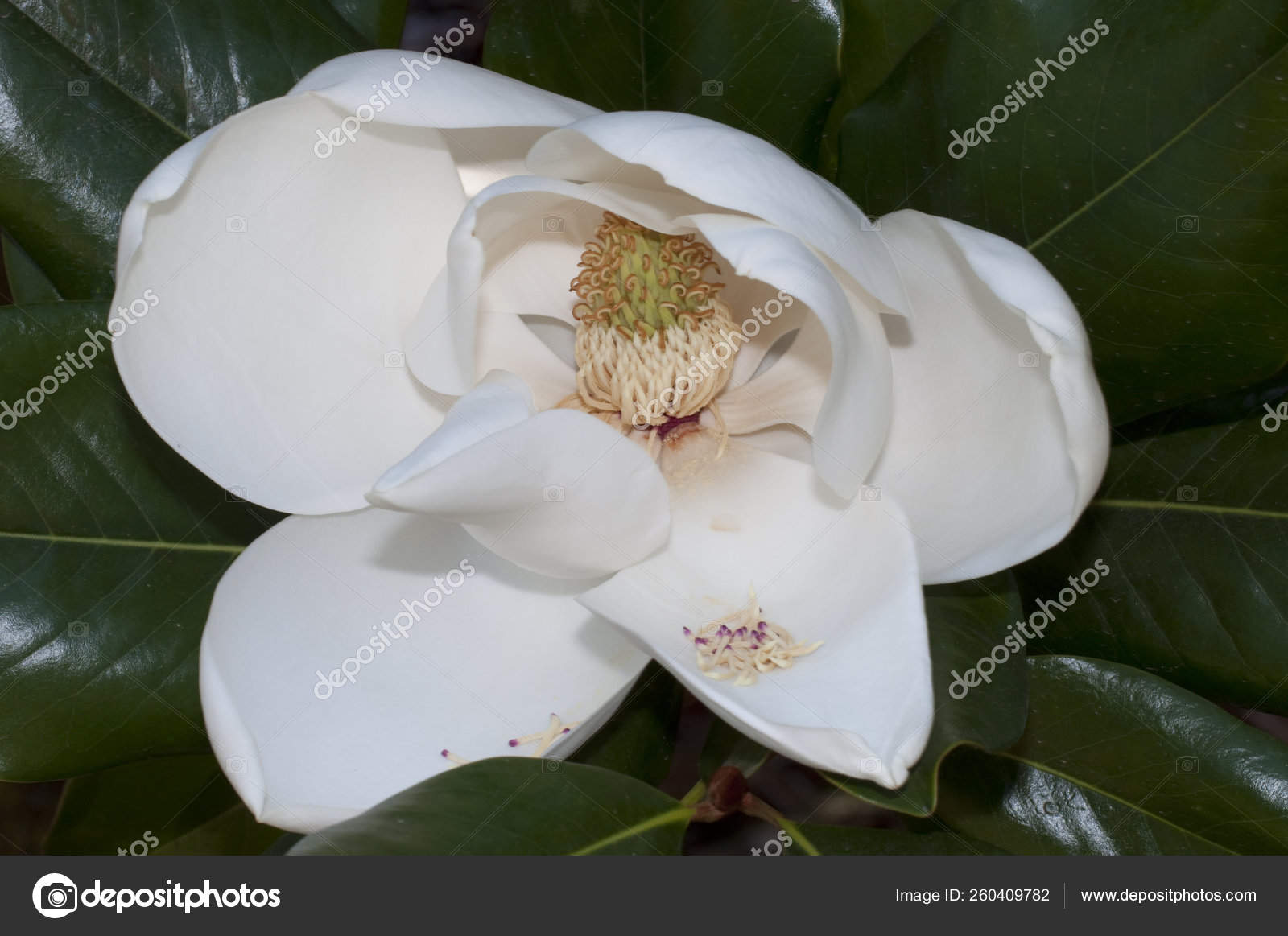 Flor Magnolia Grandiflora Magnólia Meridional Baía Touros Árvore Família  Magnoliaceae fotos, imagens de © YAYImages #260409782
