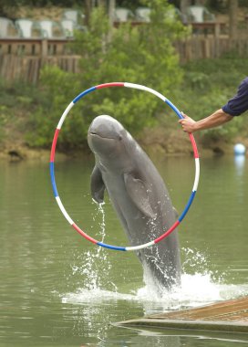 An Irrawaddy dolphin jumping through a hoop. clipart