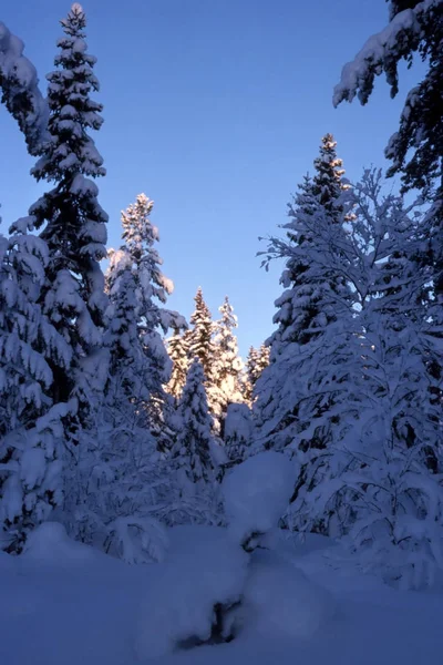 Hermosos Árboles Nevados Bosque Con Sol — Foto de Stock