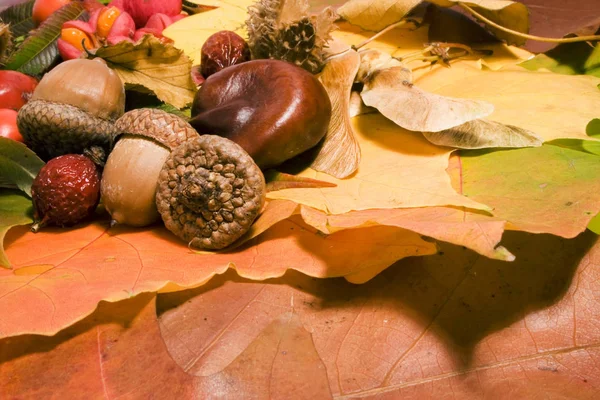 Herfst Stilleven Kleurrijke Bladeren Andere Herfst Spullen — Stockfoto