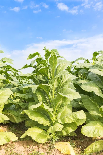 Fältet Nicotiana Tabacum Den Vanliga Tobaken Årligen Växande Örtartad Växt — Stockfoto