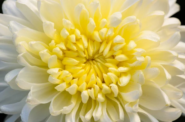 Közel Fény Sárga Krizantém Morifolium Virágok Nedves Reggel Harmat Közelről — Stock Fotó