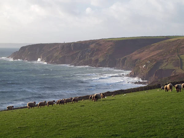 Ovce Pasou Příkrých Svazích Útesů Poblíž Trewavas Head Jihozápadním Cornwallu — Stock fotografie