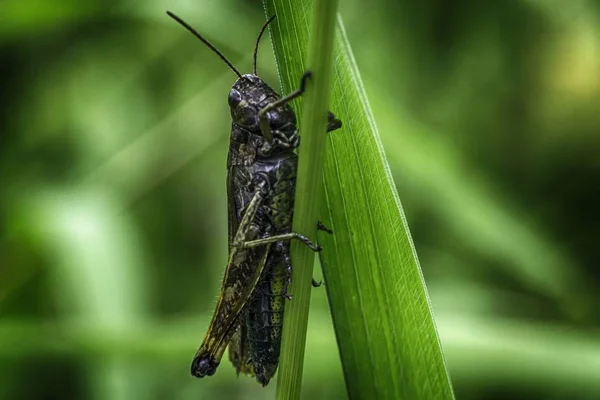 Macrofotografia Cavalletta Locuste Nell Erba Macro Sfondo Verde — Foto Stock
