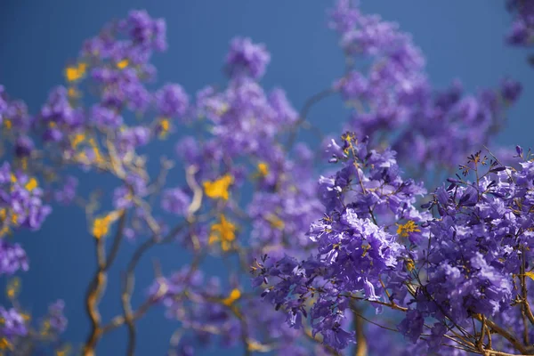 Krásná Vínově Zbarvené Jacaranda Strom Květu Brisbane Queensland — Stock fotografie