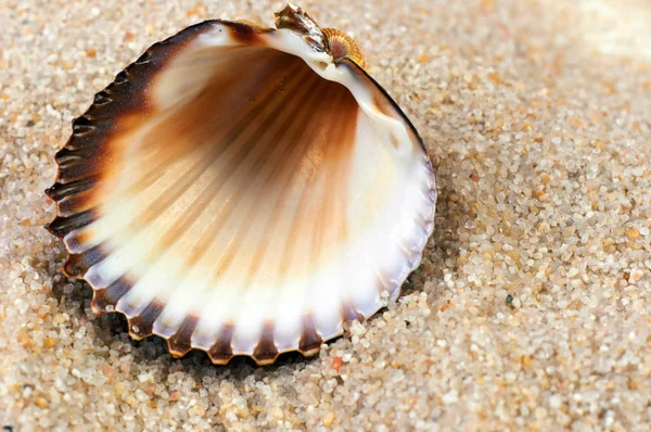 Coquille Mer Dans Sable Doux Plage — Photo