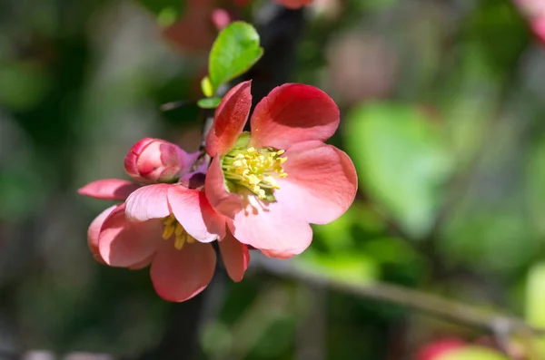 Kvetoucí Quince Cydonia Oblonga Červené Jarní Květy Kvetoucí Quince Japonský — Stock fotografie