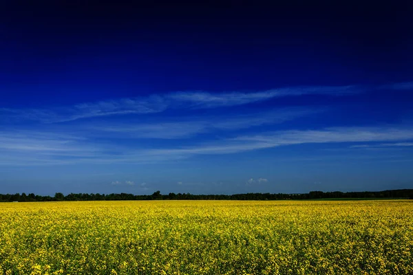 Άνοιξη Καλοκαίρι Φόντο Κίτρινο Βιασμό Canola Πεδίο Μπλε Ουρανό — Φωτογραφία Αρχείου