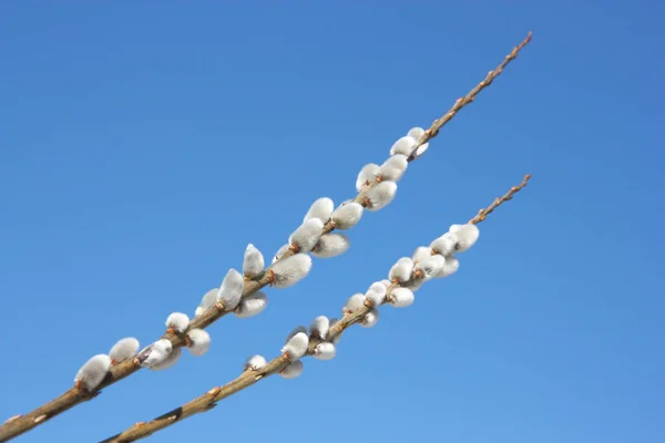 Willow Branch Blue Sky Early Spring — Stock Photo, Image